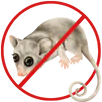Possum Removal Broadmeadows
